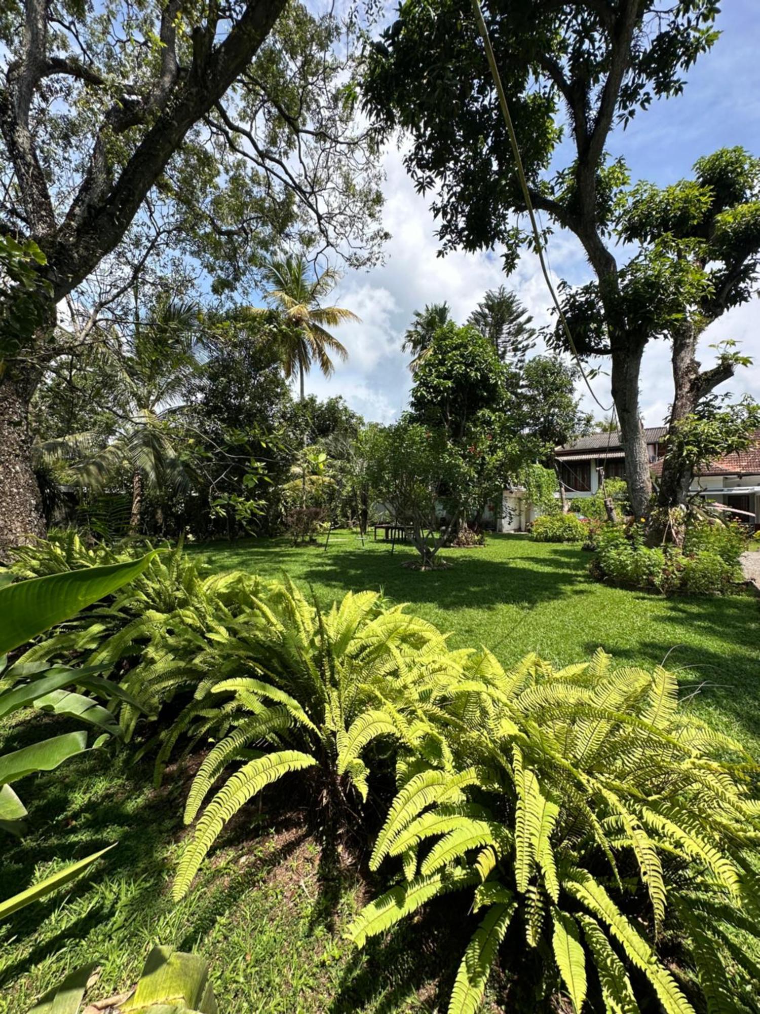 Mango Tree